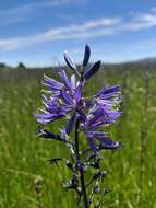 Imagem de Camassia quamash subsp. breviflora Gould