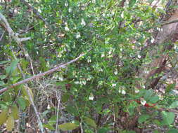 Image de Vaccinium myrsinites Lam.