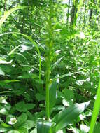 Image of Frog orchid