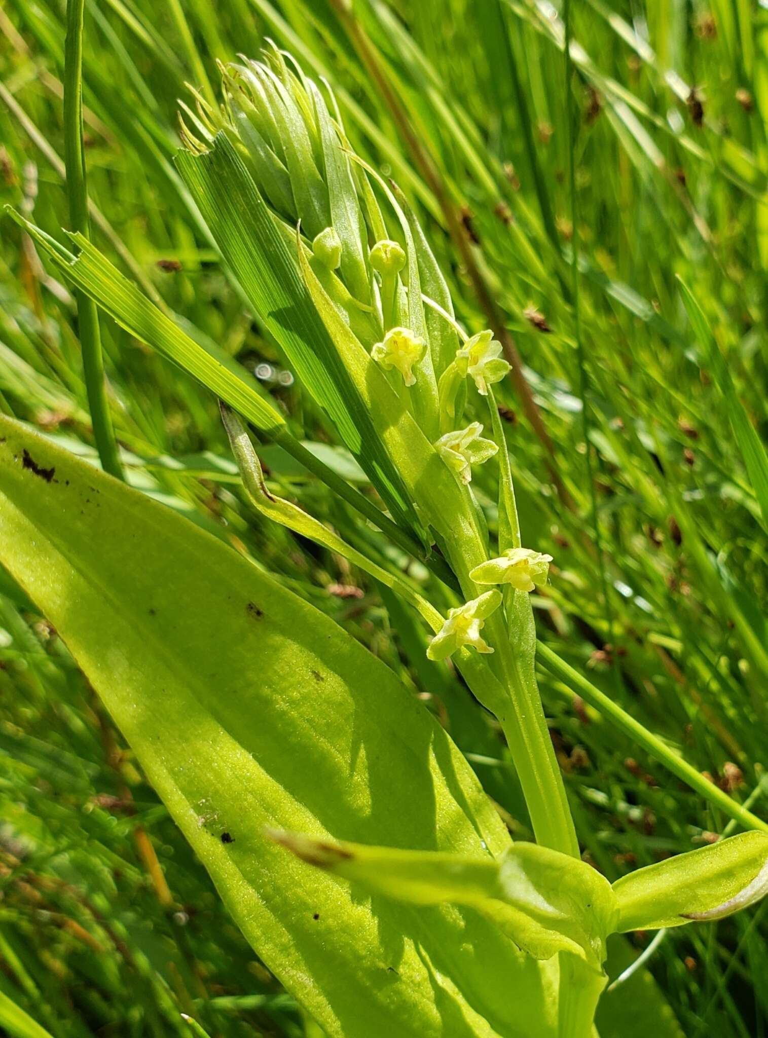 Слика од Platanthera flava var. herbiola (R. Br.) Luer