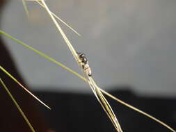 Image of Syrphid fly