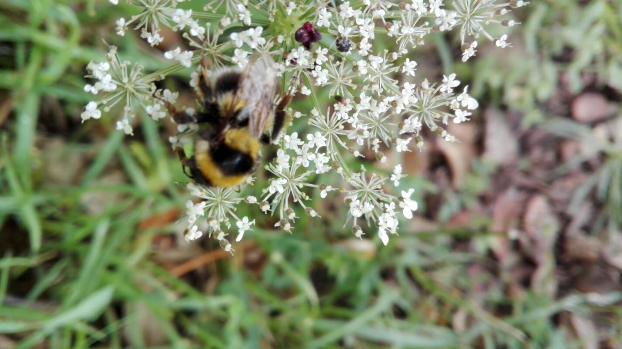 Image of Large garden bumblebee