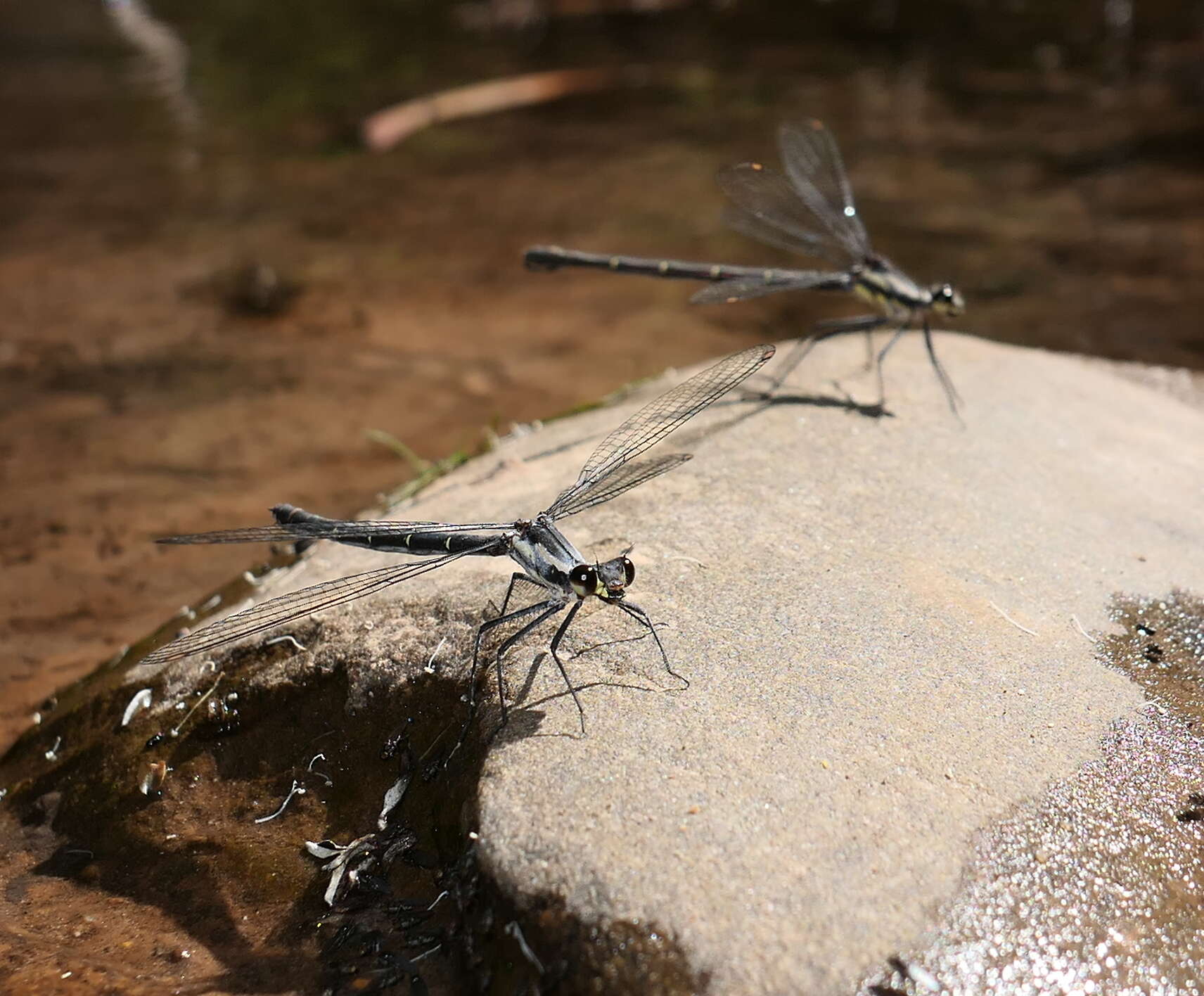 Image de Austroargiolestes calcaris (Fraser 1958)