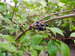 Image of Schinus patagonicus (R. Phil.) I. M. Johnston ex Cabrera