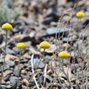 Image of Cancrinia discoidea (Ledeb.) Poljakov ex Tzvel.