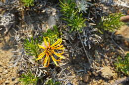 Image of Mutisia linearifolia Cav.