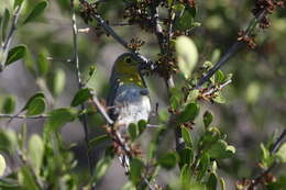 Image of Teretistridae