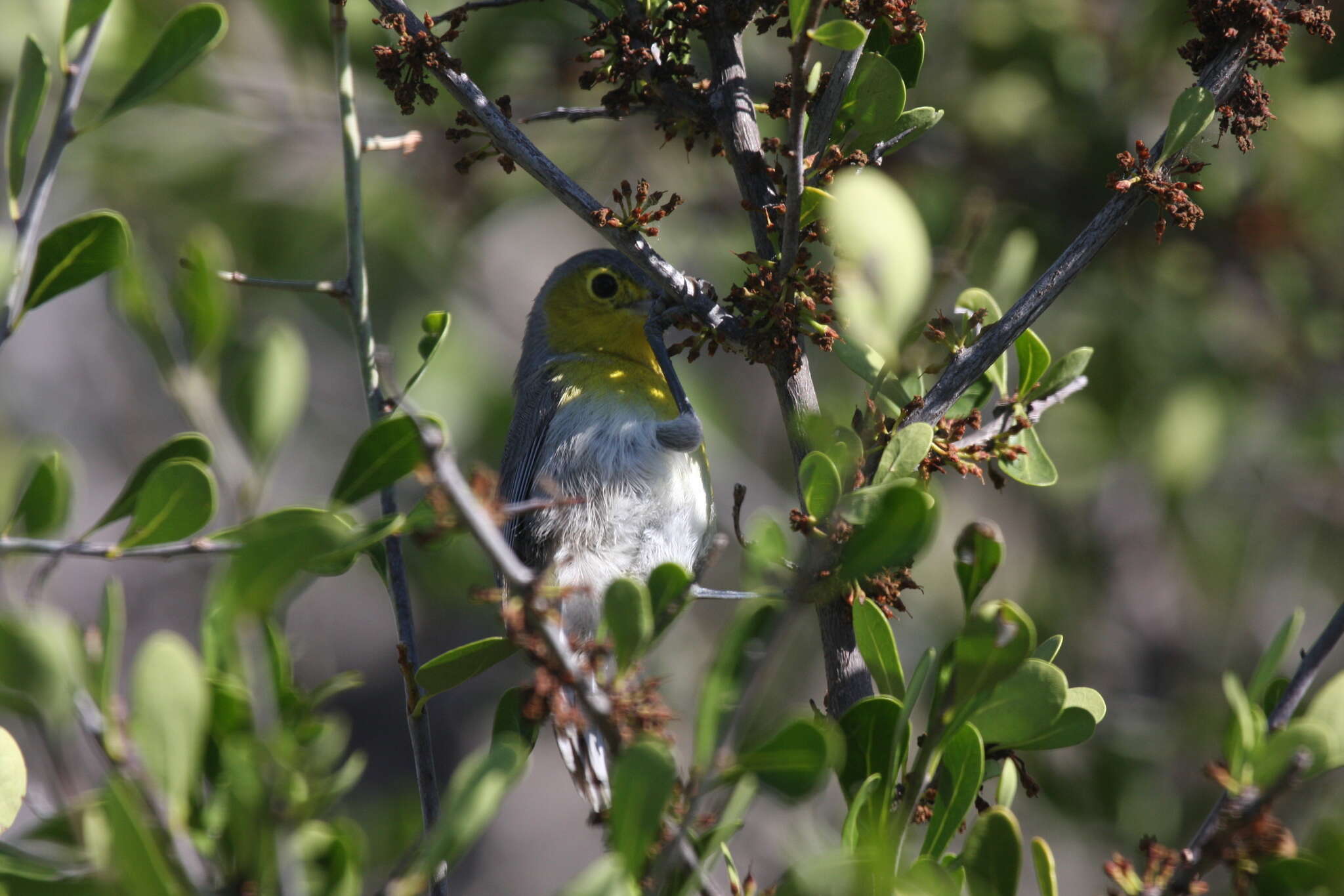 Image de Teretistridae