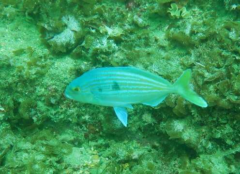 Image of Blue morwong