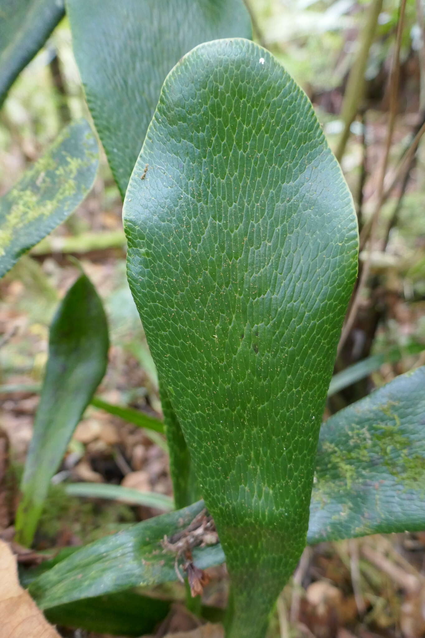 Image of Antrophyopsis boryana (Willd.) Schuettp.