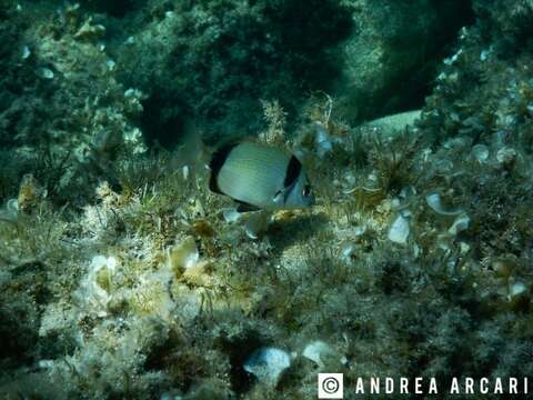 Image of Blacktail Bream