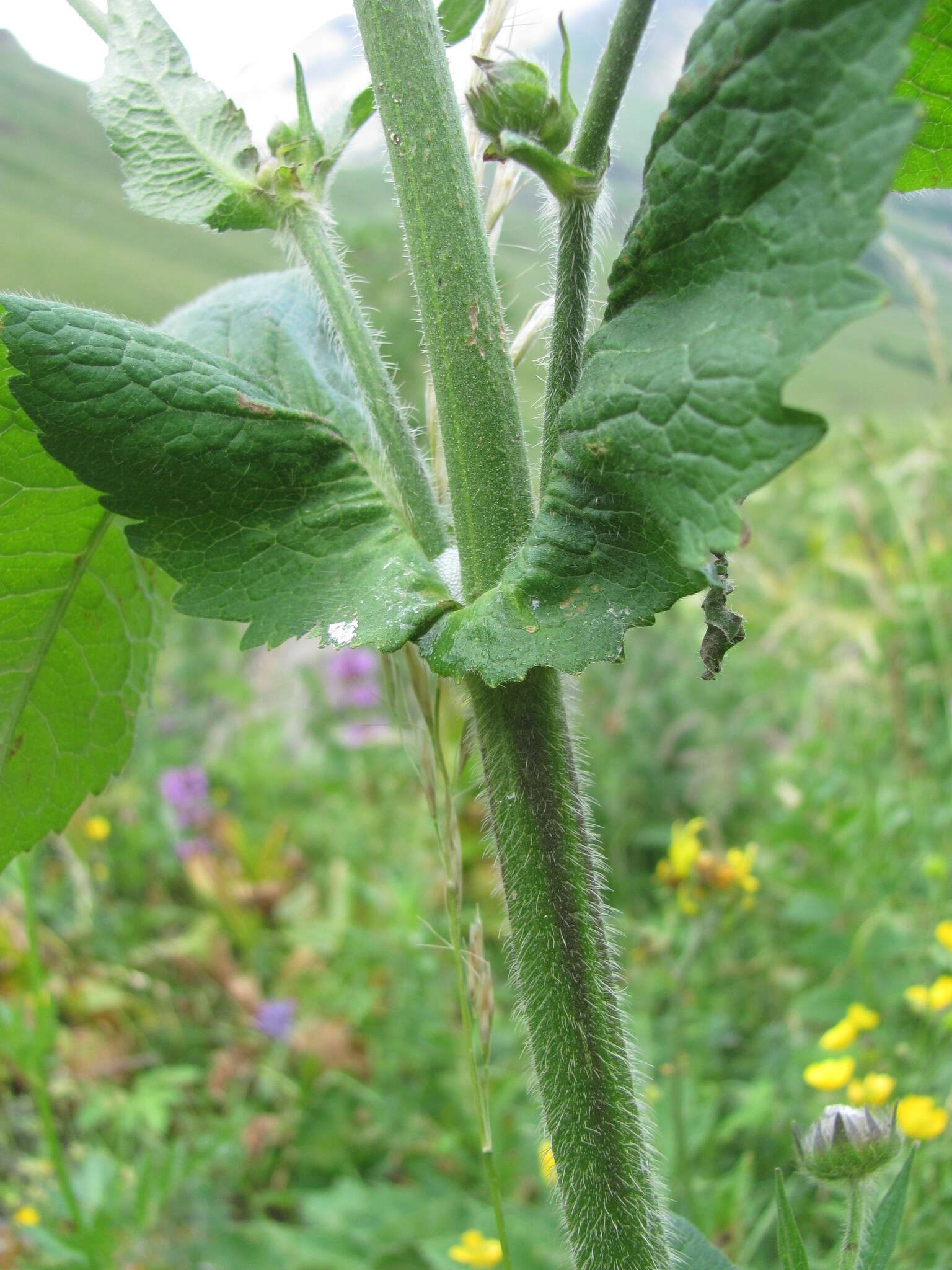 Image of Knautia involucrata Somm. & Lev.