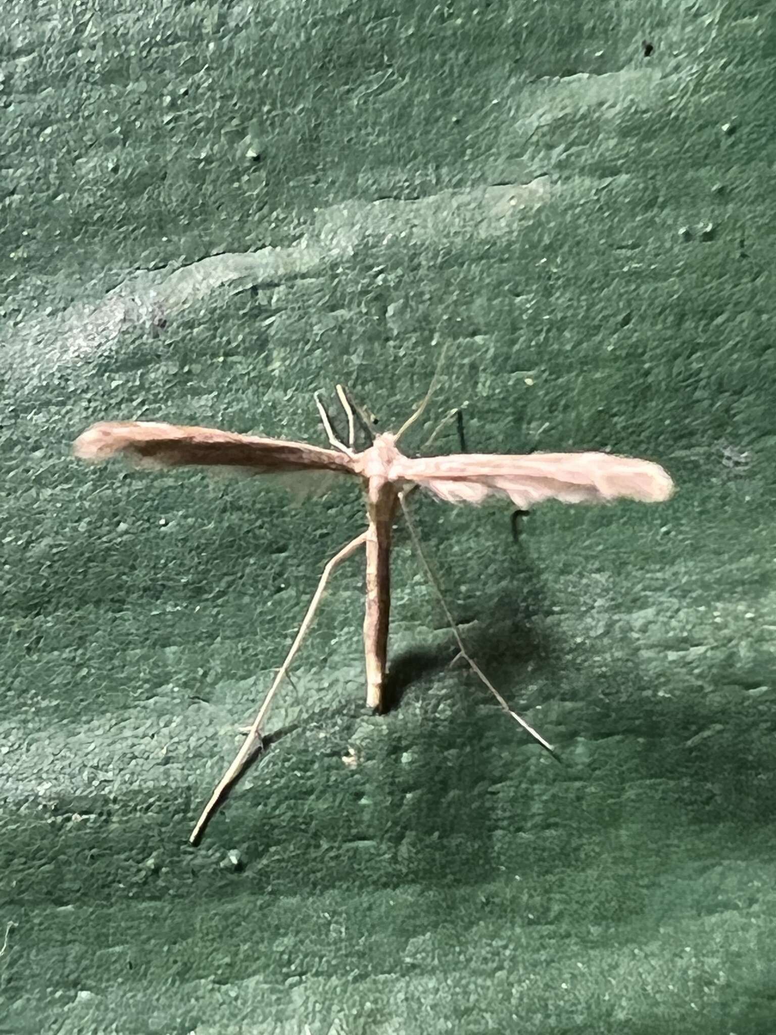 Lioptilodes albistriolatus (Zeller 1871) resmi