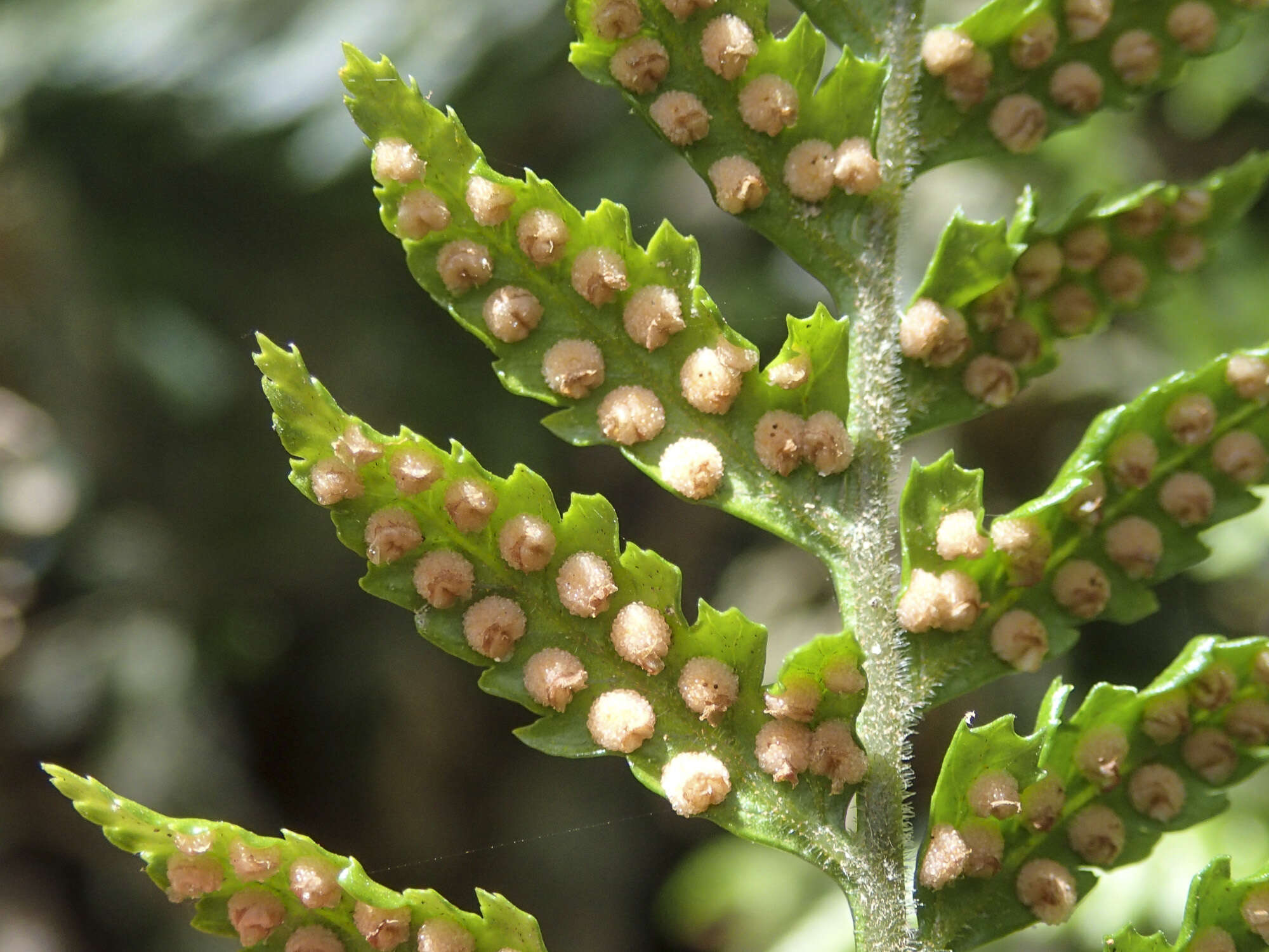 Imagem de Parapolystichum acuminatum (Houlston) Labiak, Sundue & R. C. Moran