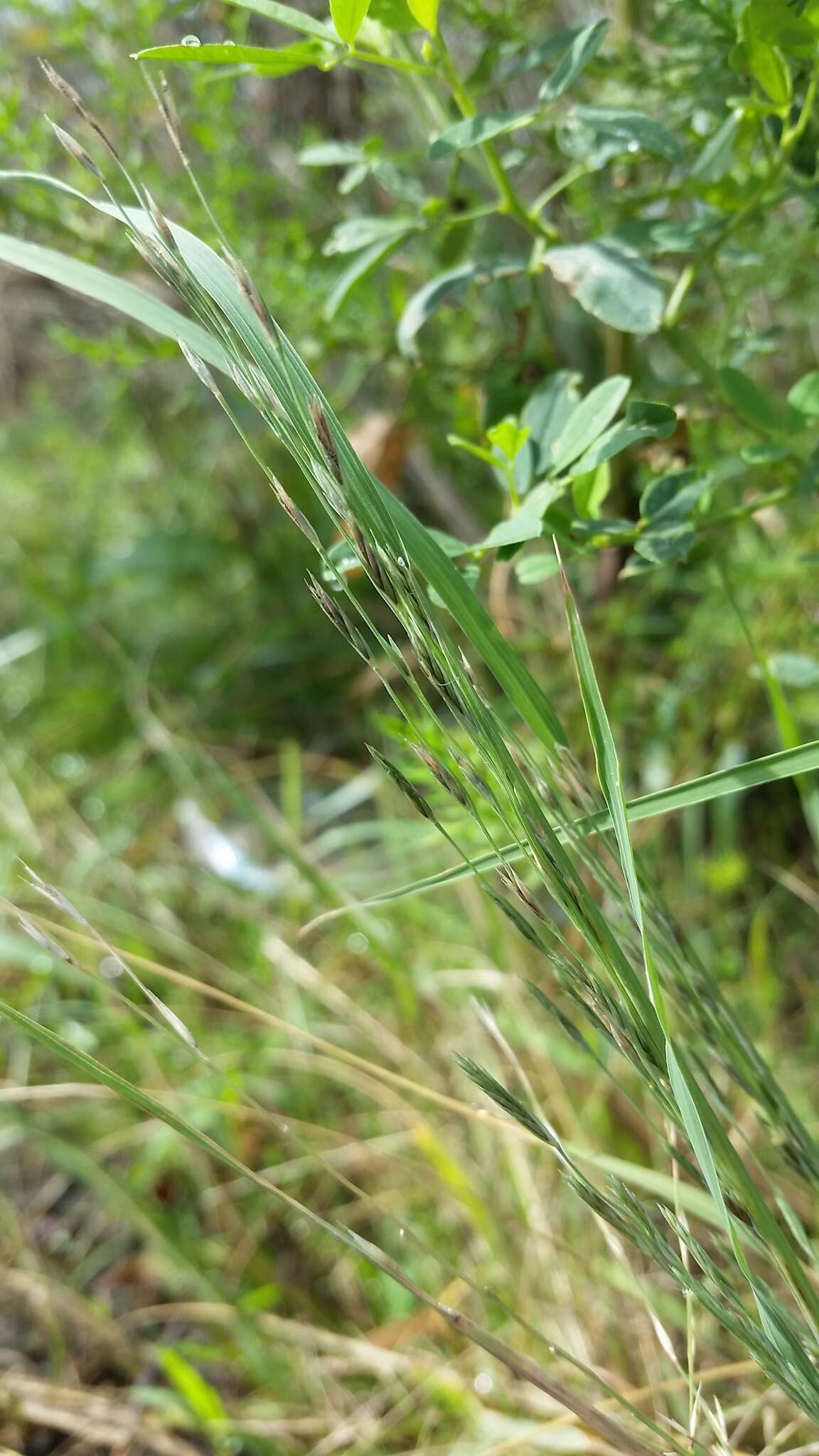 Image of bearded sprangletop