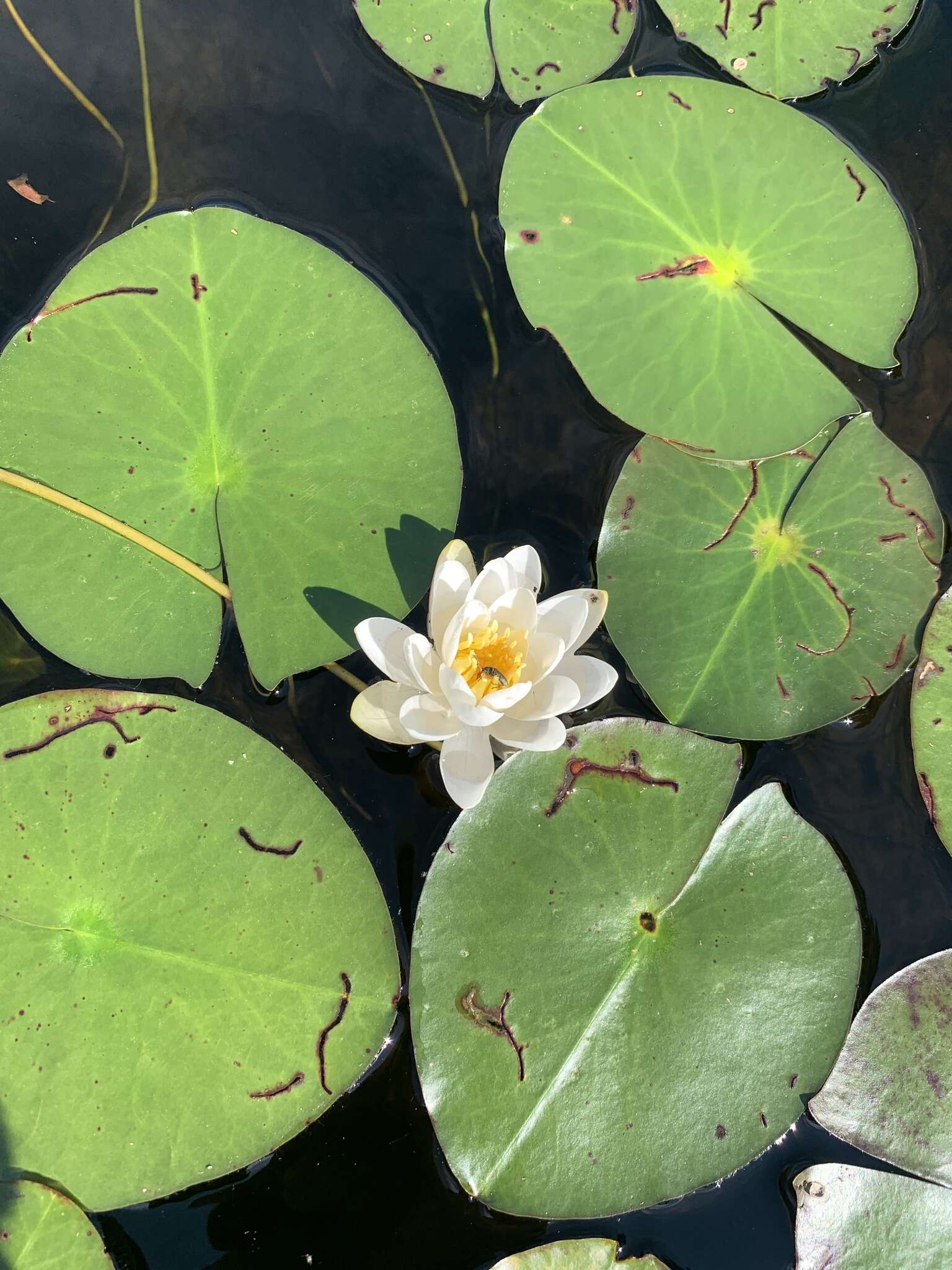 Image de Nymphaea odorata subsp. odorata