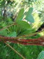 Sivun Rubus ellipticus Smith kuva