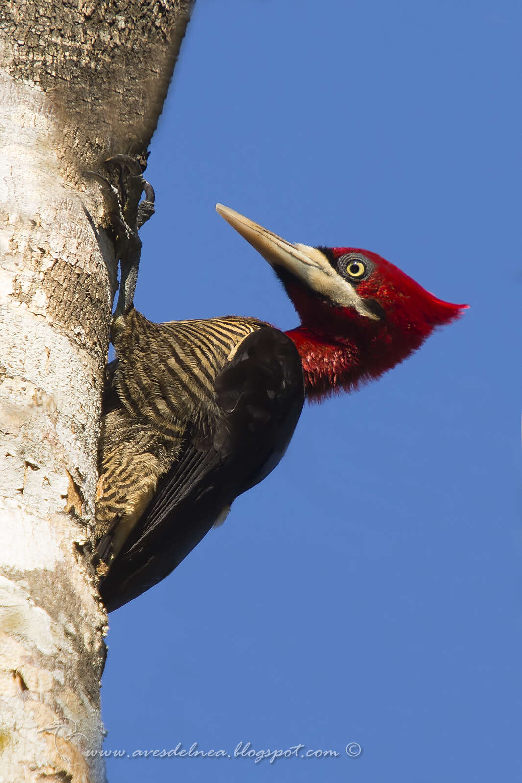 Image of Robust Woodpecker