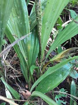 Image of Phaius pulchellus var. sandrangatensis Bosser