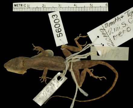 269.r56003 a subocularis p d jpg.580x360