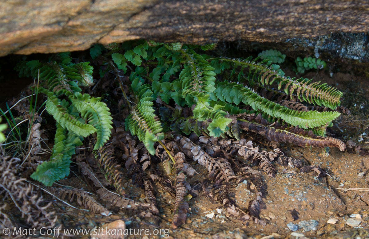 Image de Polystichum kruckebergii W. H. Wagner