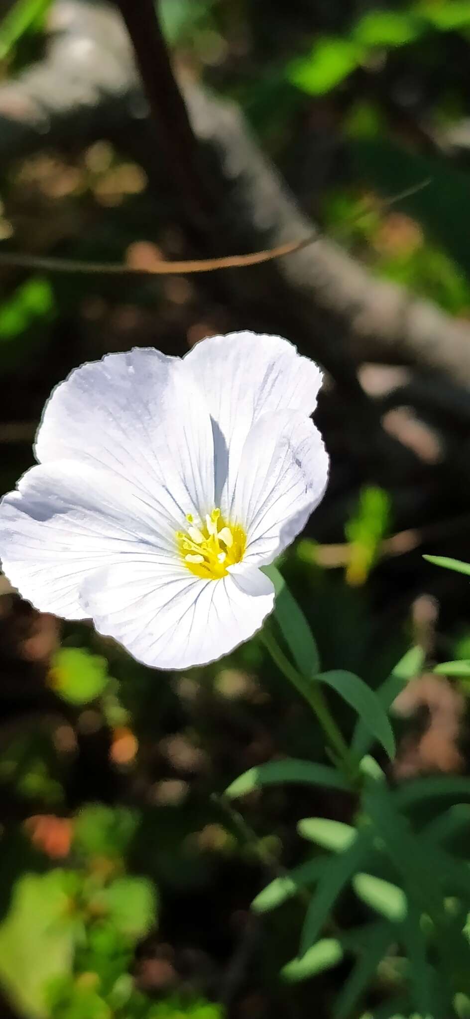 Imagem de Linum komarovii subsp. boreale (Juz.) T. V. Egorova