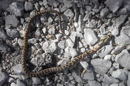 Image of European Ratsnake