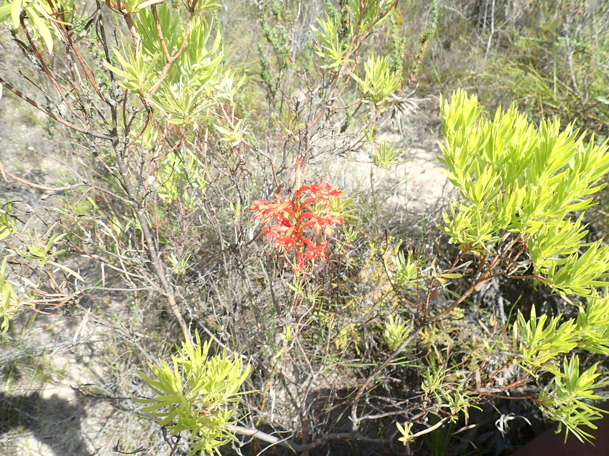 Imagem de Tritoniopsis burchellii (N. E. Br.) Goldblatt