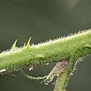 Image of Rubus insectifolius Lefev. & P. J. Müll.