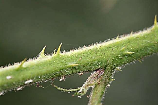 Image of Rubus insectifolius Lefev. & P. J. Müll.