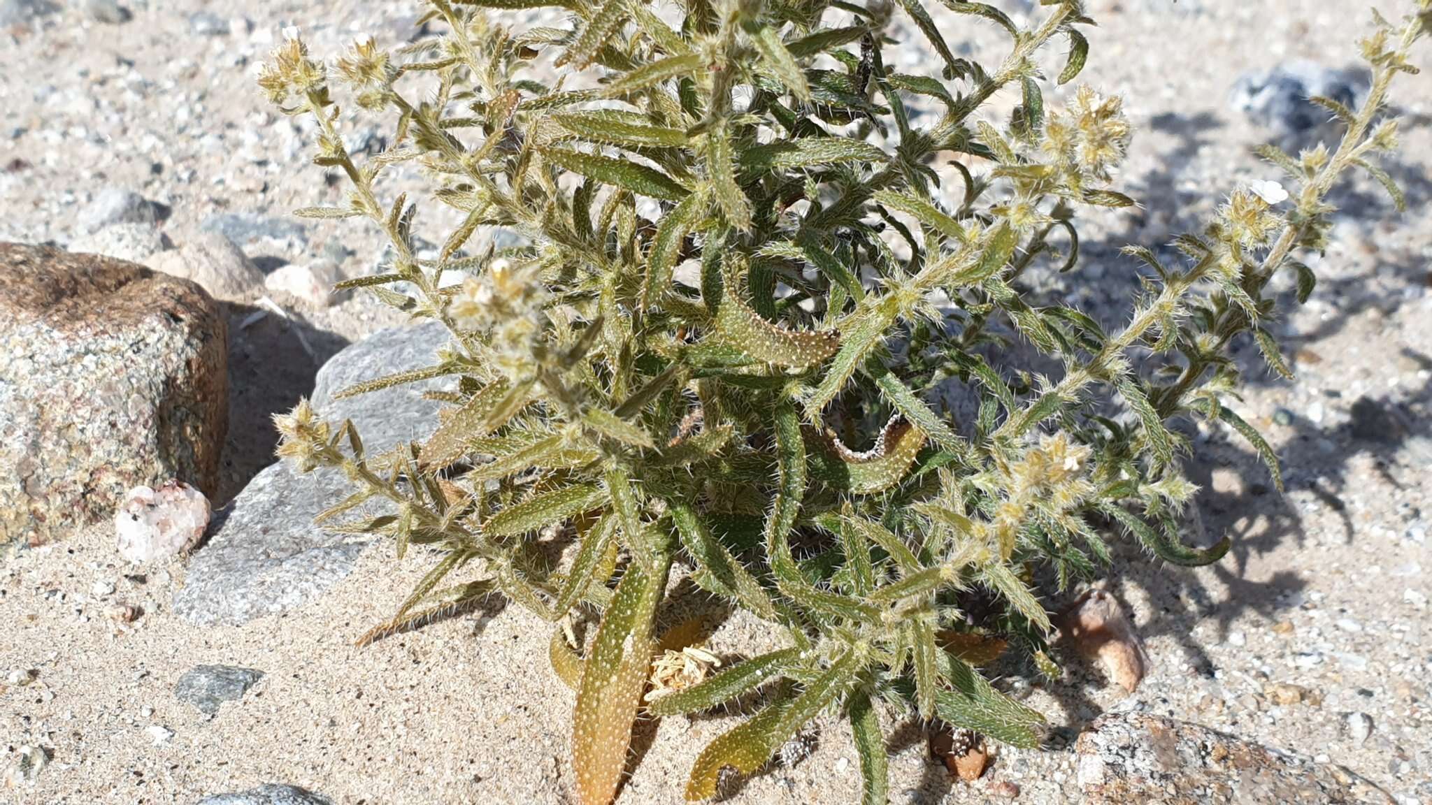 Image of winged cryptantha