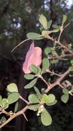 Image of Purple-pod cluster-leaf