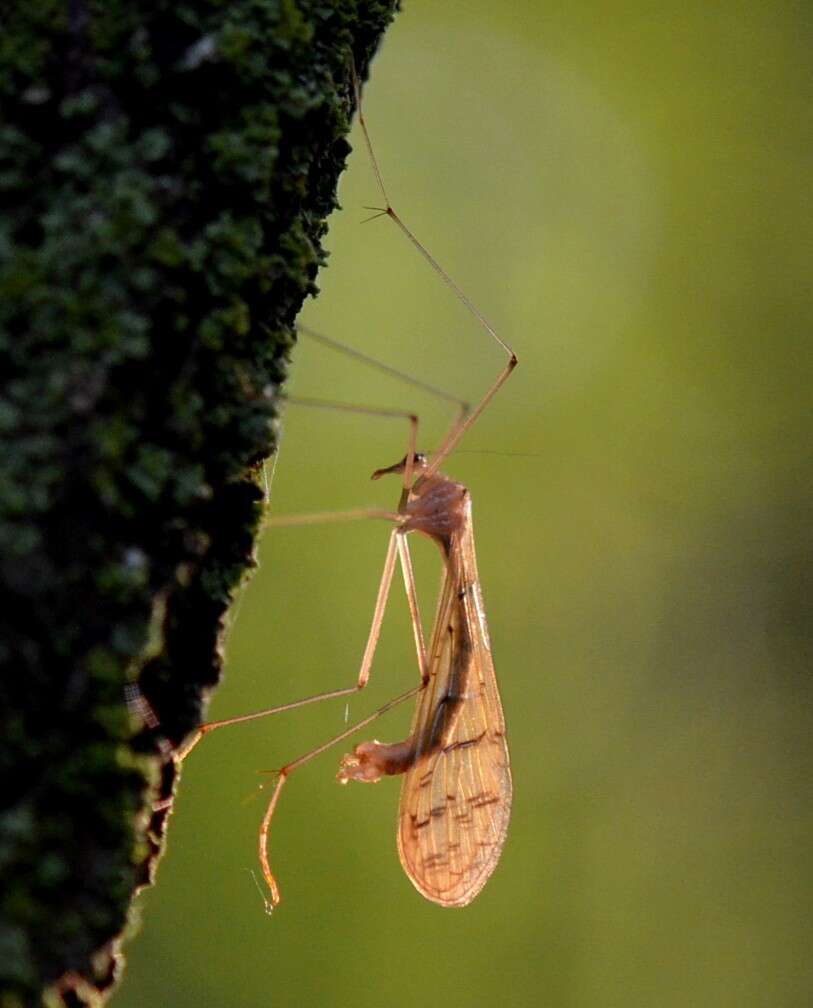 Sivun Bittacus strigosus Hagen 1861 kuva