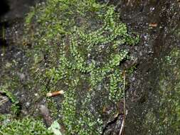 Image of plagiomnium moss