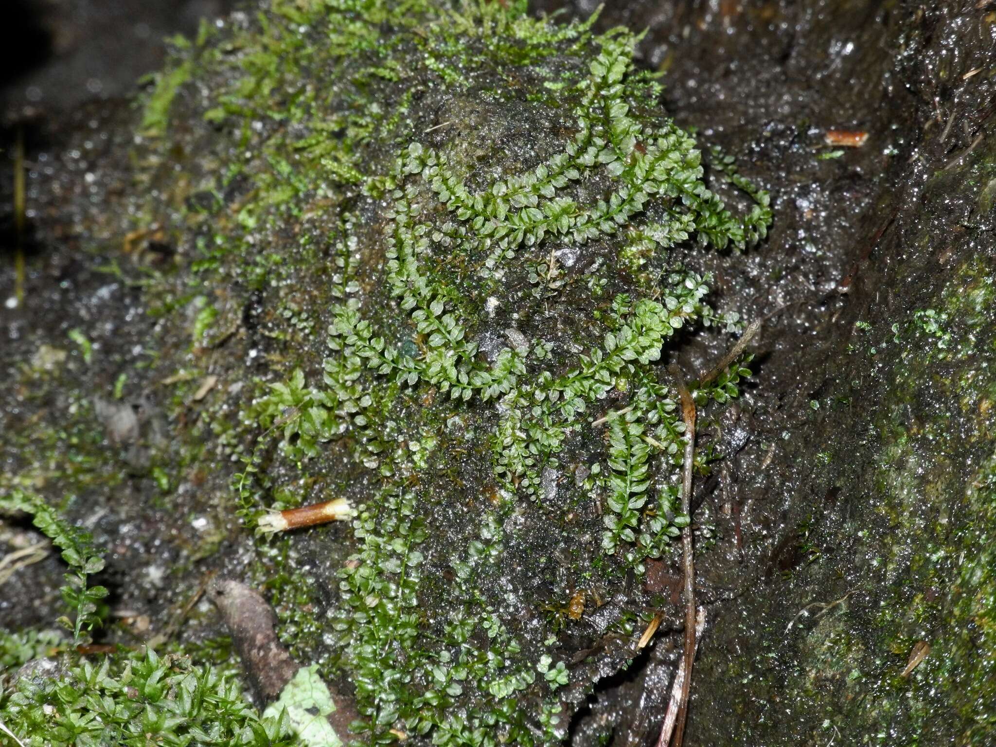 Image of plagiomnium moss