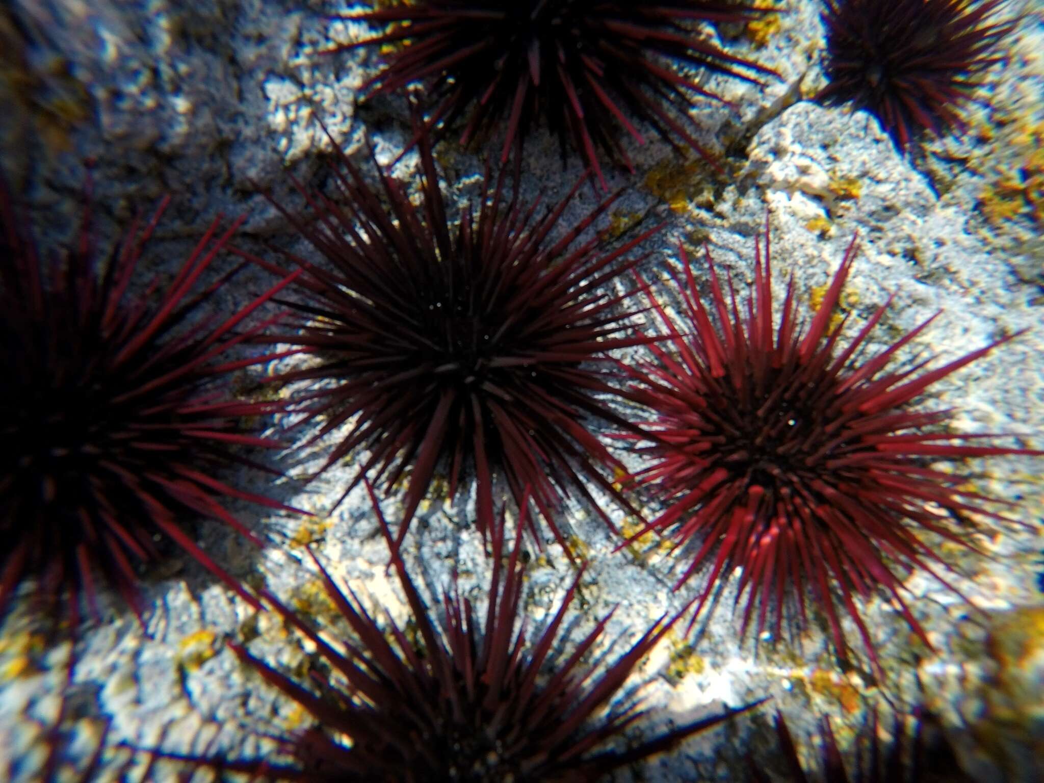 Image of Echinometra insularis H. L. Clark 1912