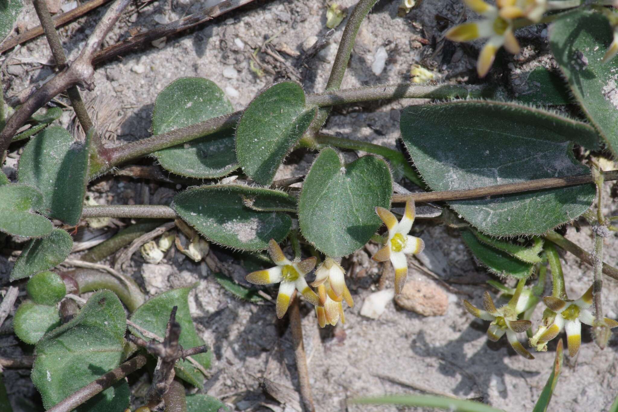 Image of Anisotoma cordifolia Fenzl