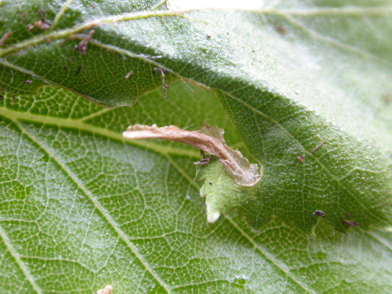 Image of Casebearer moth