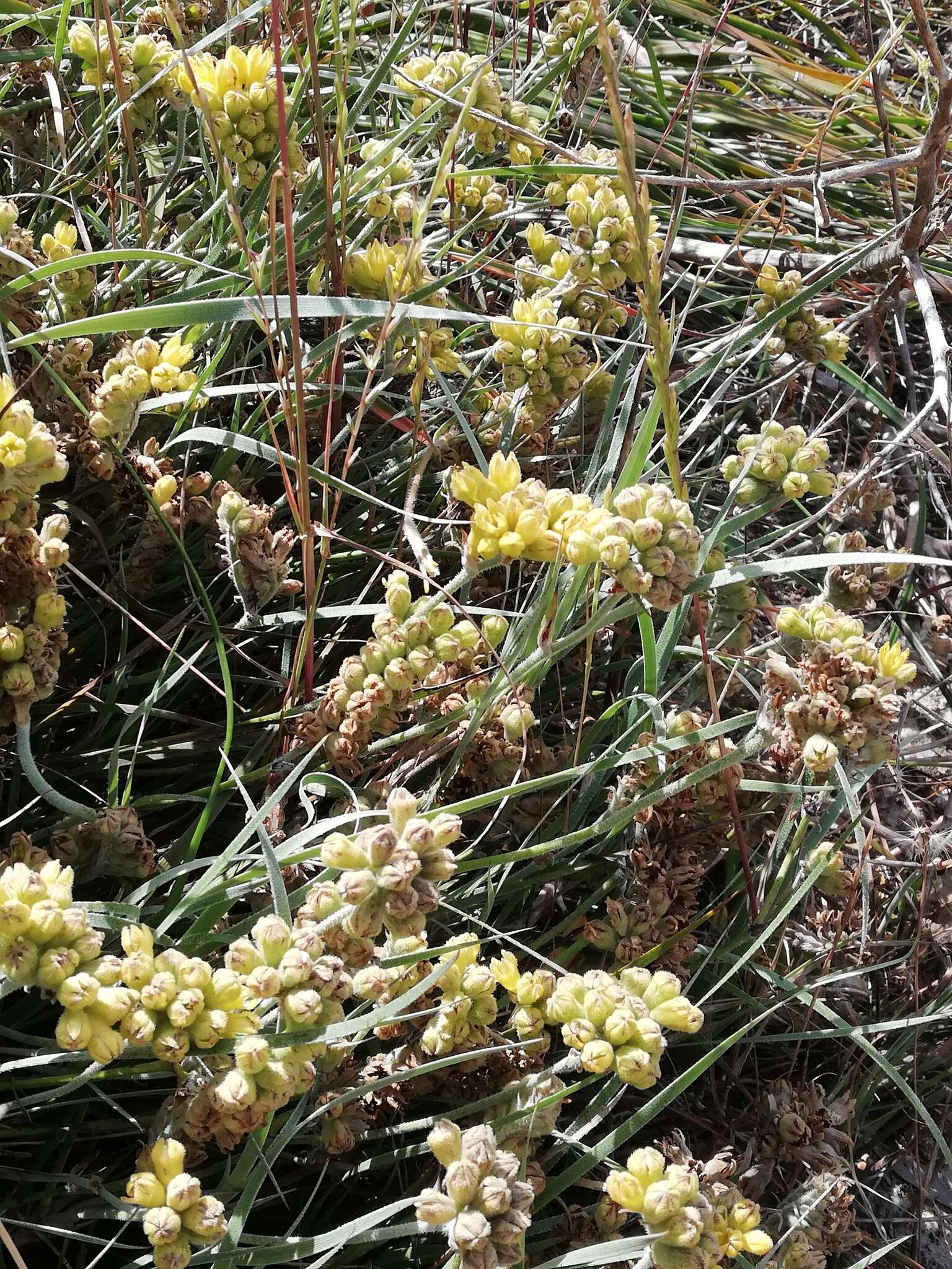 Image of Conostylis candicans subsp. candicans