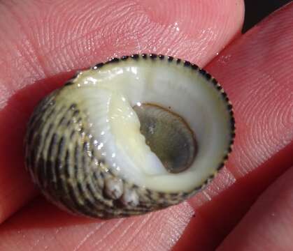 Image of checkered nerite