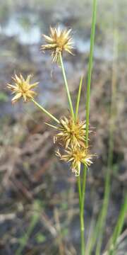 Image of Tracy's Beak Sedge