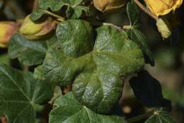 Image of Mexican flannelbush