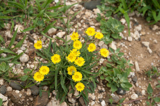 Image of Ixeris chinensis (Thunb.) Kitag.