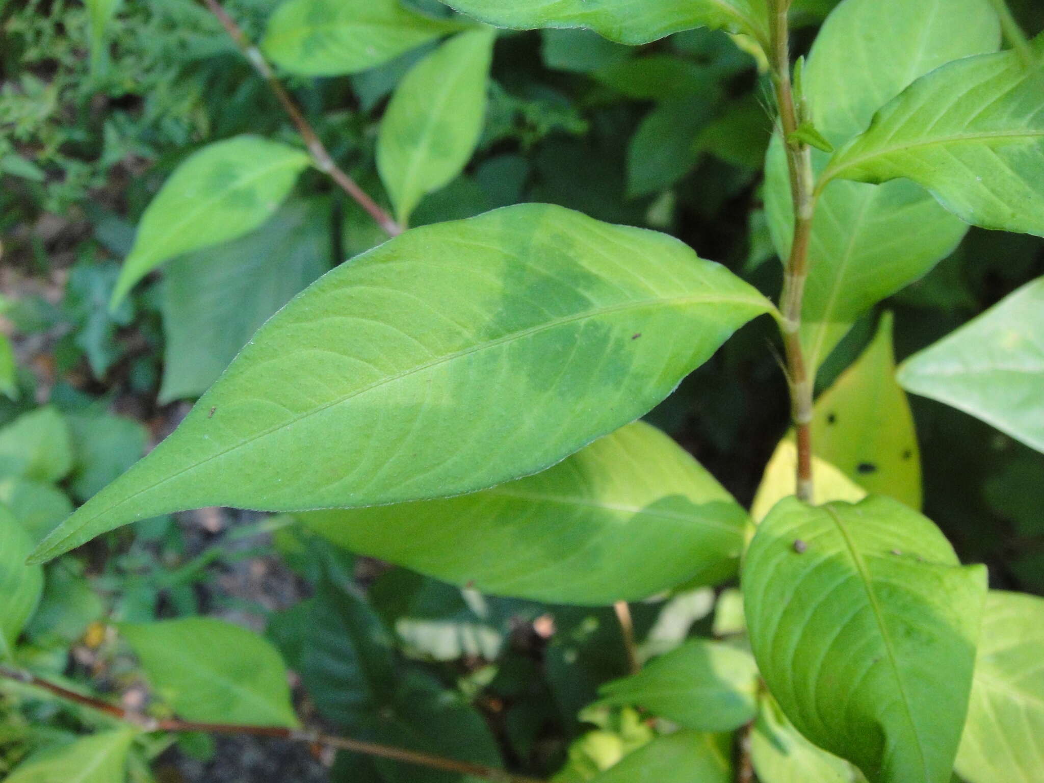 Image of Oriental Lady's-Thumb