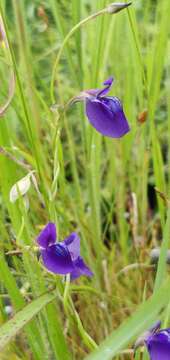 Image of net-veined bladderwort