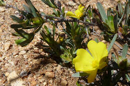 Image of Hibbertia glomerosa (Benth.) F. Müll.