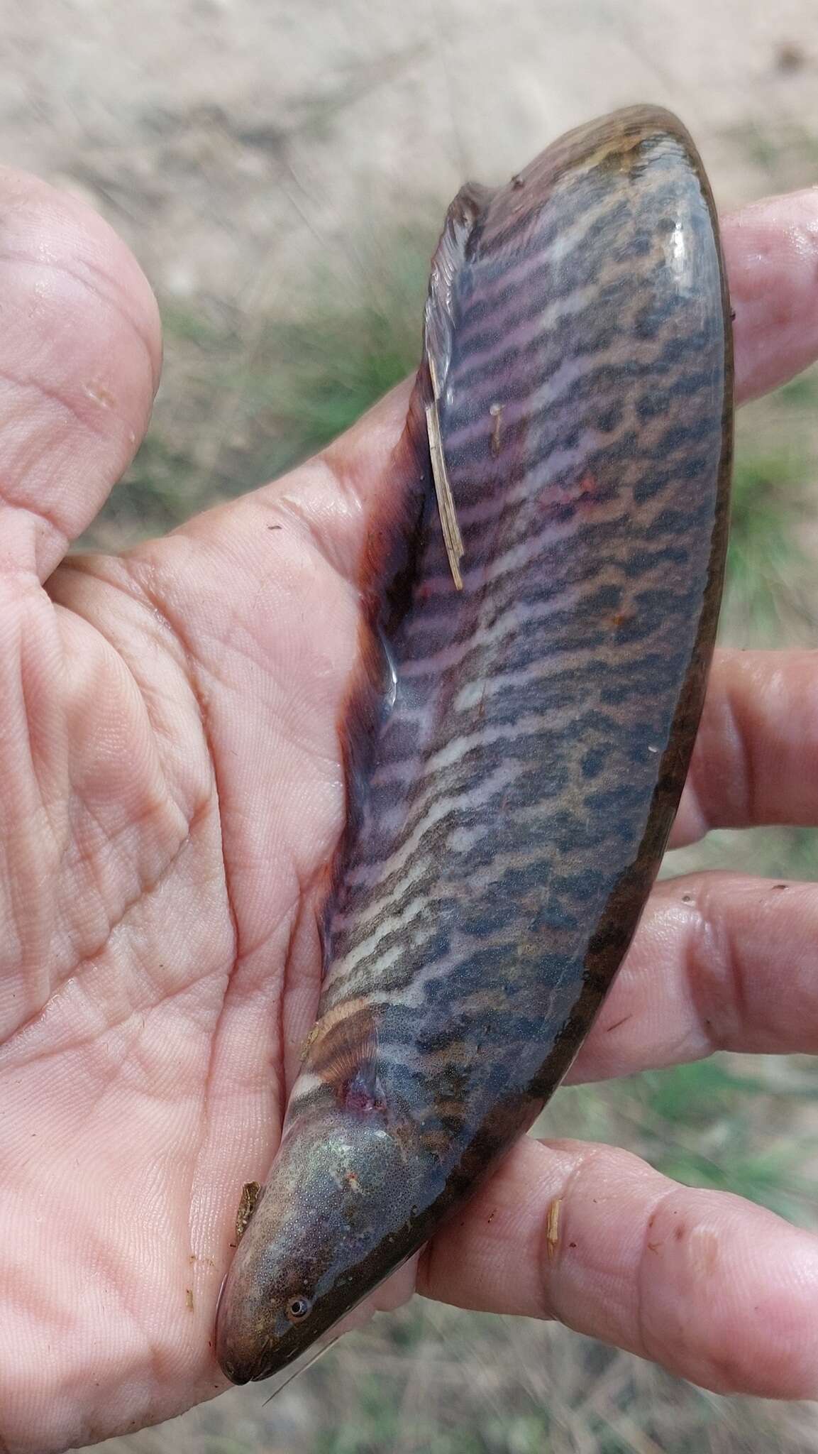 Image of banded knifefish