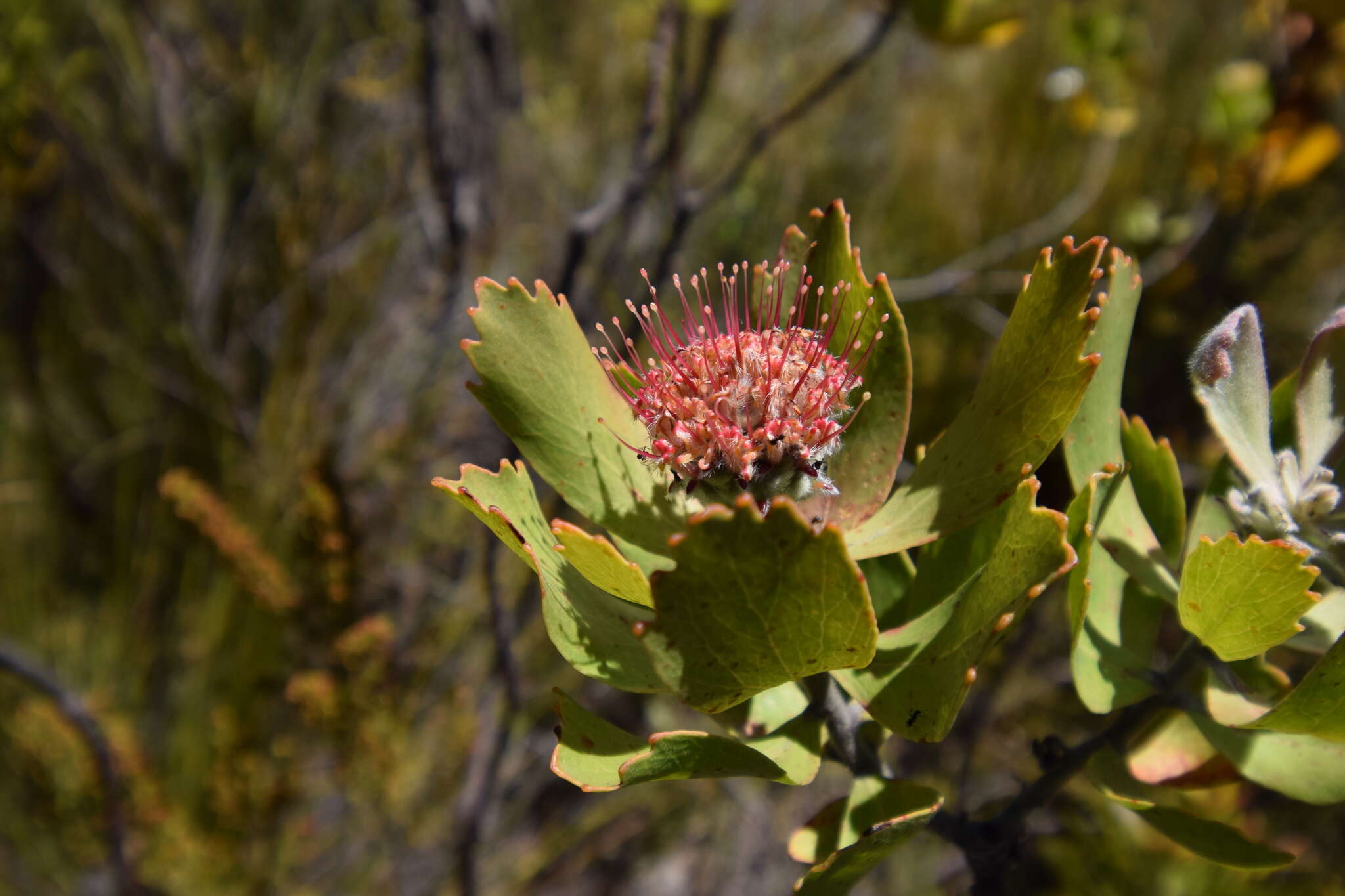 Plancia ëd Leucospermum winteri J. P. Rourke