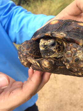 Image of Berlandier's Tortoise