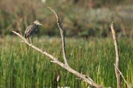 Image of Nankeen Night Heron